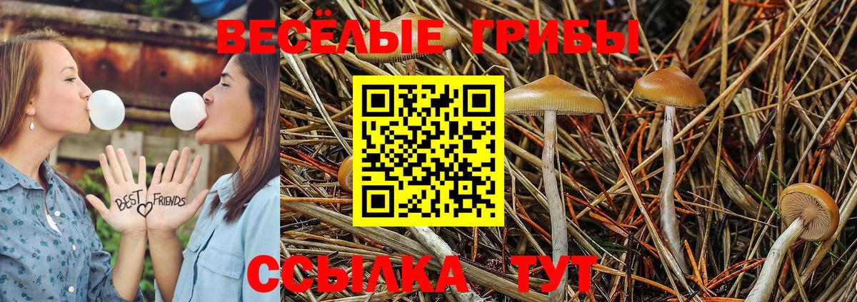 Псилоцибиновые грибы Cubensis Северобайкальск